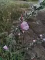 پیچک سفالوپدس خودرو، بهبهان