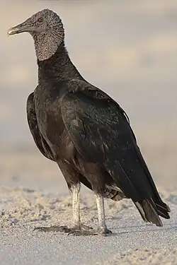 Large black bird with unfeathered head, standing looking to left