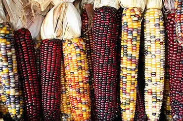 بلال یا ذرت کشت‌شده (Zea mays، Andropogoneae)