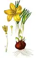 Crocus flavus