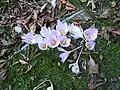 Crocus kotschyanus