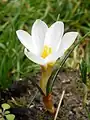 Crocus malyi