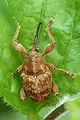 Curculio nucum