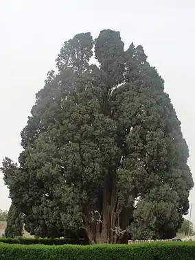 سرو ابرکوه