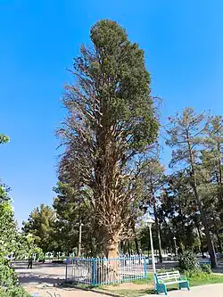 سرو باغ‌مزار