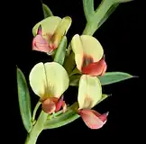 نخود تلخ منشعب (Daviesia angulata)