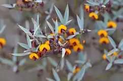 نخود تلخ (Daviesia nudiflora)