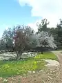 درختان زیتون و بادام در دیر آبان