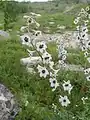 Delphinium crispulum • زبان‌پس‌قفای فردار