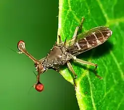 مگس چشم‌شاخکی