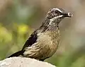 ماده