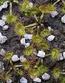 Typical form, basal rosette