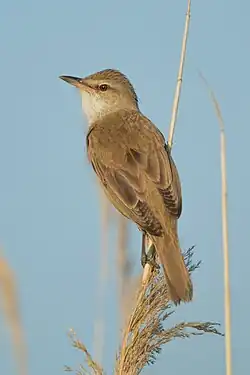 سسک نیزار بزرگ