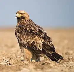 عقاب شاهی