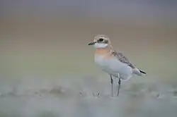 سلیم شنی تبتی