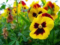 گل‌های بوستان علوی