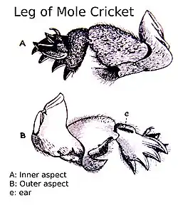 Leg of Mole Cricket