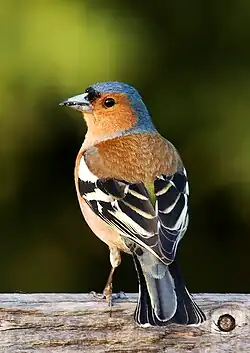 سهره جنگلی
