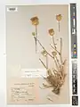 Centaurea persica • گل گندم فارسی
