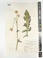 Centaurea persica • گل گندم فارسی