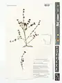Seidlitzia florida • اشنان پرگل