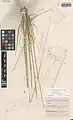 Stipa haussknechtii • استپی بویراحمدی