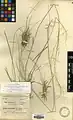 Stipa haussknechtii • استپی بویراحمدی