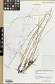 Stipa haussknechtii • استپی بویراحمدی