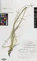 Stipa haussknechtii • استپی بویراحمدی