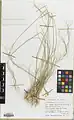 Stipa haussknechtii • استپی بویراحمدی