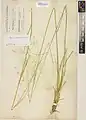 Stipa haussknechtii • استپی بویراحمدی