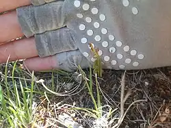 Botrychium lunaria • سرخس کمانی