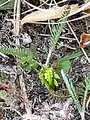 Botrychium lunaria • سرخس کمانی