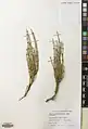 Ephedra pachyclada • هوما