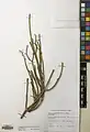 Ephedra pachyclada • هوما