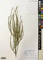 Ephedra pachyclada • هوما