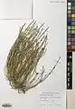 Ephedra pachyclada • هوما