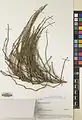 Ephedra pachyclada • هوما