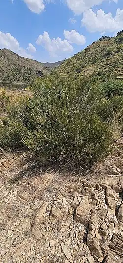 Ephedra pachyclada • هوما