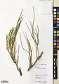 Ephedra pachyclada • هوما