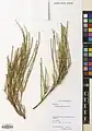 Ephedra pachyclada • هوما
