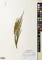 Ephedra pachyclada • هوما