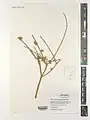 Ephedra pachyclada • هوما