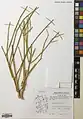 Ephedra microbracteata • ارمک برگه‌ریز