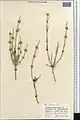 Ephedra microbracteata • ارمک برگه‌ریز