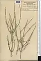 Ephedra microbracteata • ارمک برگه‌ریز