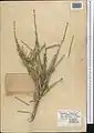 Ephedra microbracteata • ارمک برگه‌ریز