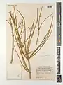 Ephedra microbracteata • ارمک برگه‌ریز