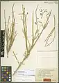 Ephedra sarcocarpa • ارمک گوشتی