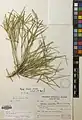 Ephedra sarcocarpa • ارمک گوشتی